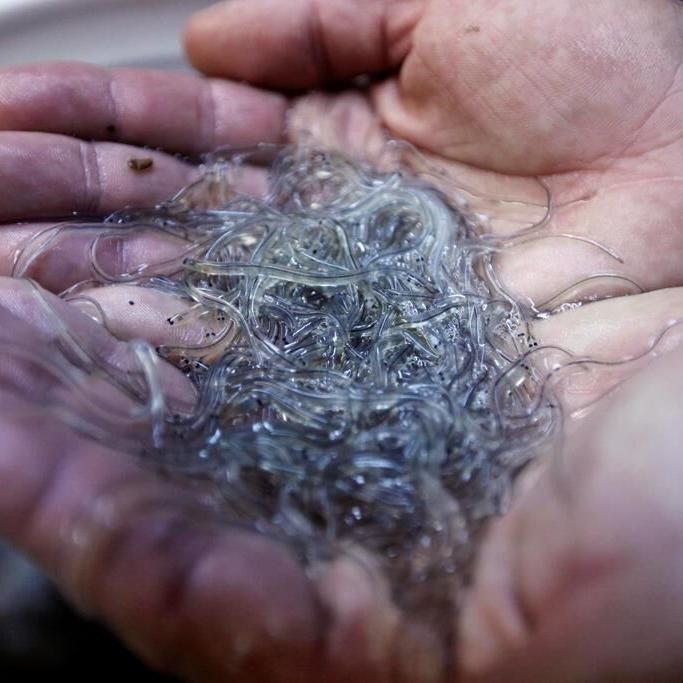 Federal government declines comment on First Nations elver quota court ruling